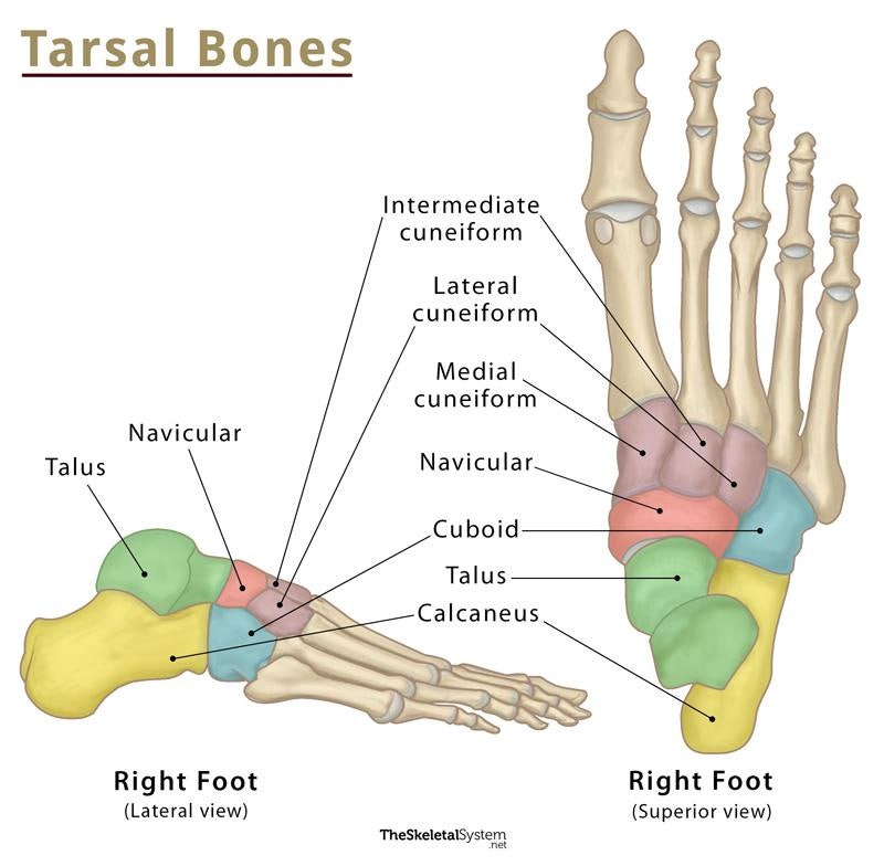 족근골 해부학 (Tarsal Bones Anatomy)
