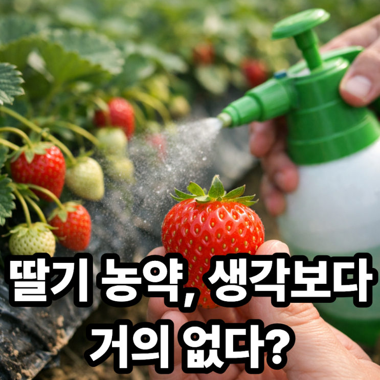   딸기 농약 걱정, 실제로 얼마나 남아 있을까?｜잔류농약 진실과 세척법 총정리