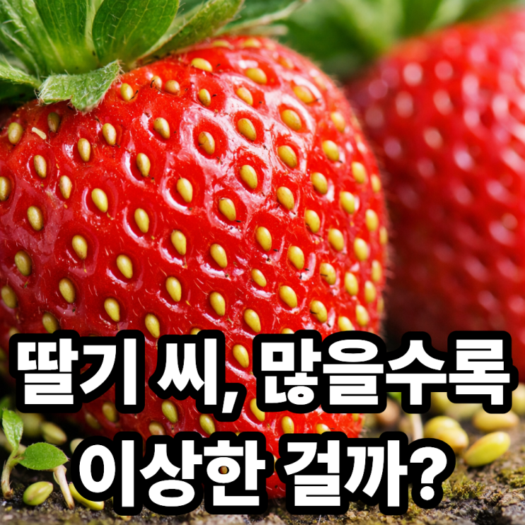  딸기 표면 씨가 많은 이유와 의미 ｜딸기 씨가 말해주는 신호