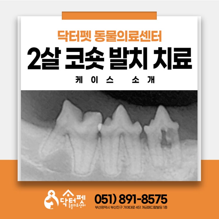 2살 고양이 이빨 겉으로는 멀쩡하지만 치과 방사선으로 봤더니