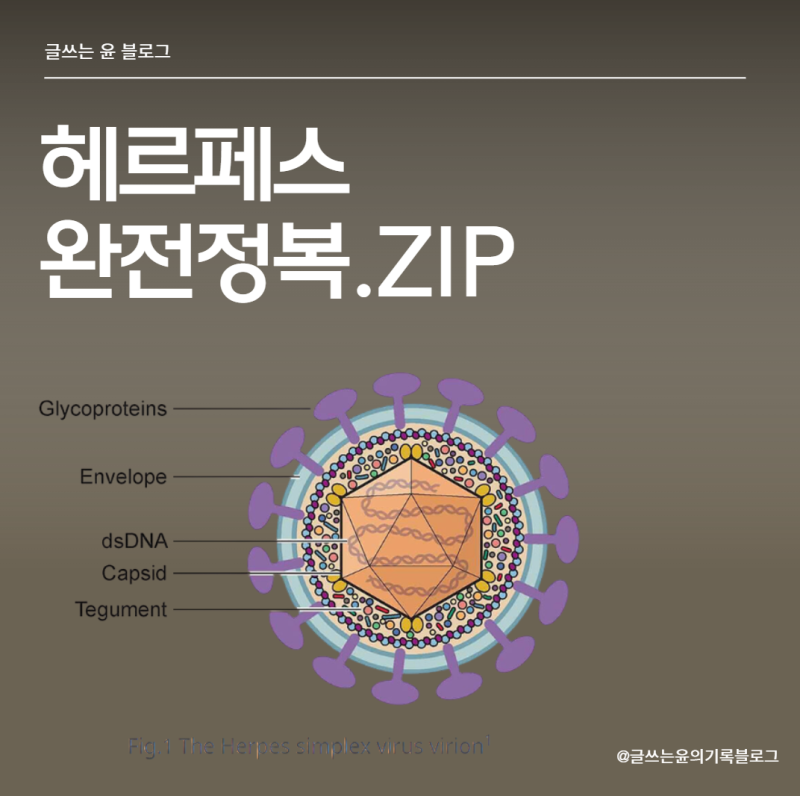 성병 헤르페스 원인과 치료 방법 (난임, 사망 등 Append data)