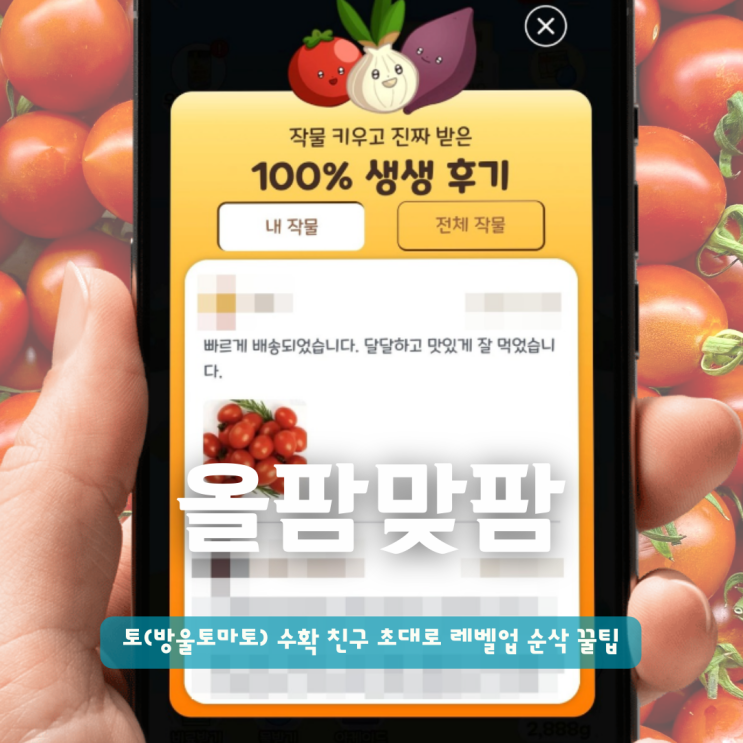  올팜 맞팜 방토(방울토마토) 수확 친구 초대로 레벨업 순삭 꿀팁