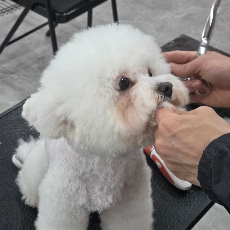  강남애견미용학원 자격증·수업·비용 총정리