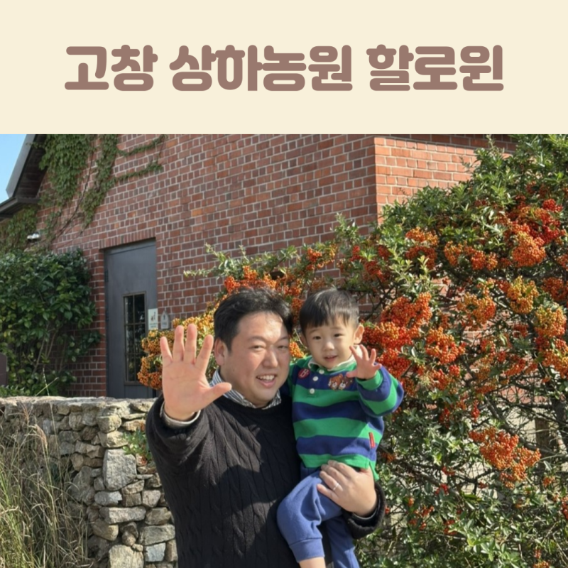 고창 상하농원 할로윈 입장료 동물 체험 고구마 수확 후기