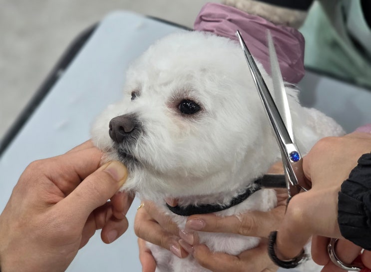  김포애견미용학원 평점이 높은 기관