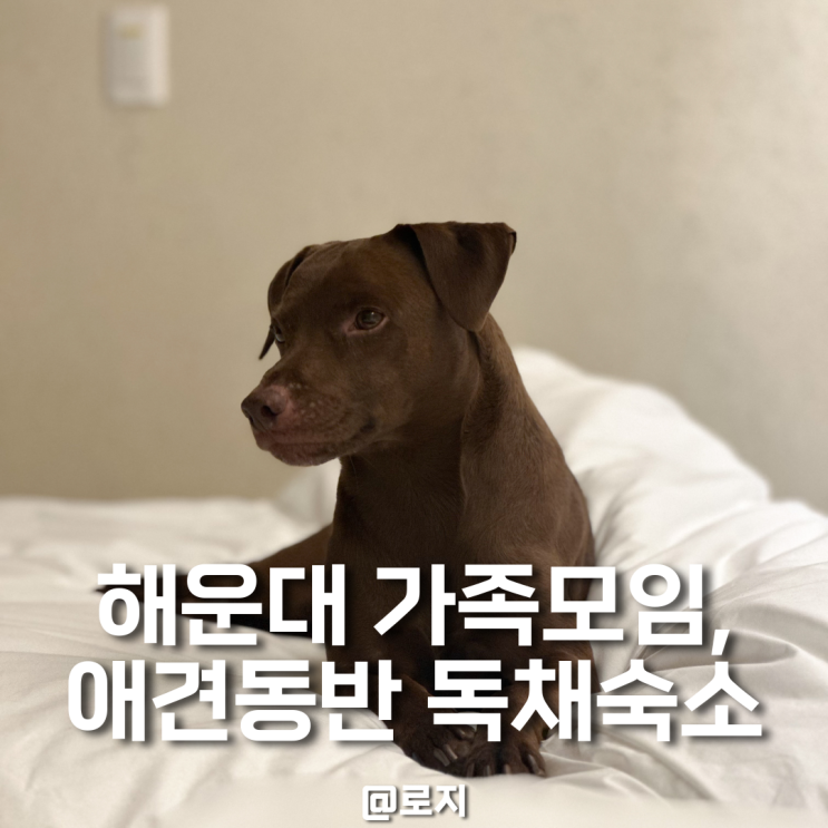  부산 애견동반 독채펜션 대가족 모임으로 보다스테이 해운대점