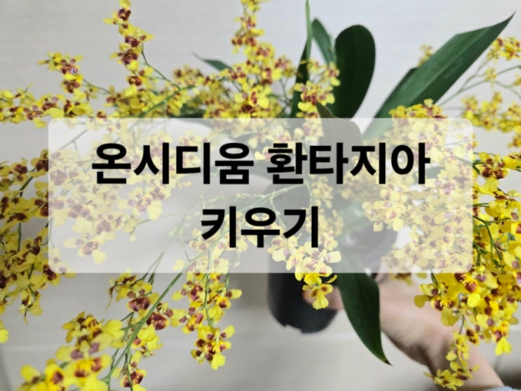   초콜릿 향기 가득, 온시디움 환타지아 키우기
