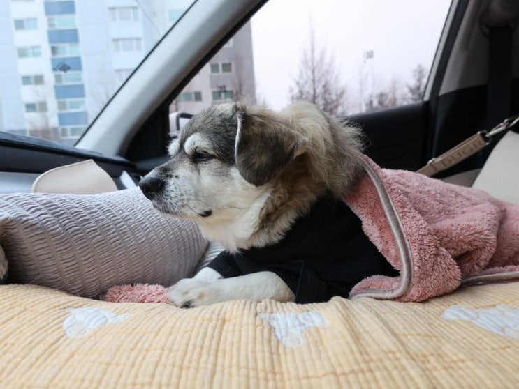 강아지와 애견동반 회사 같이 출근하기