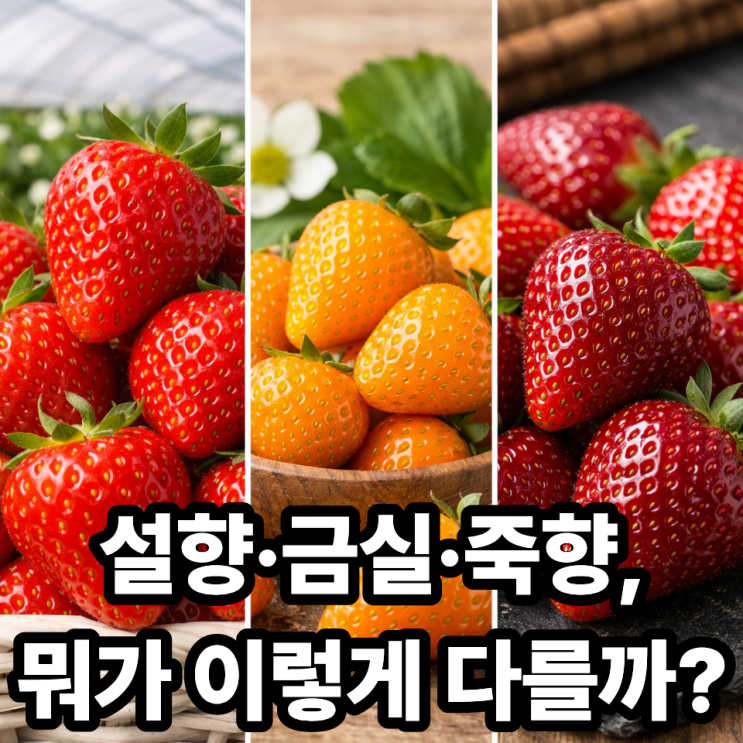  딸기 품종별 차이 한눈에 정리｜설향·금실·죽향 비교 가이드