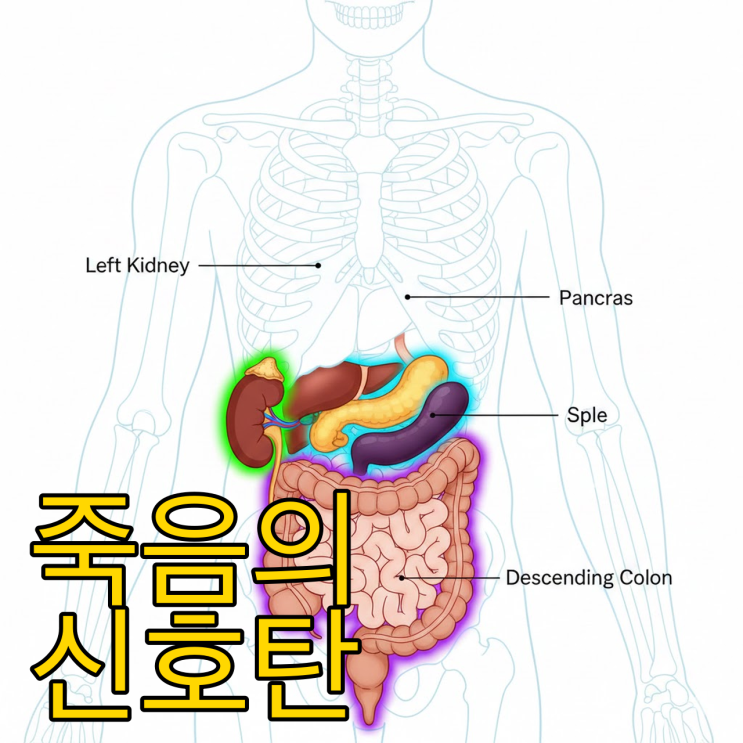  왼쪽 옆구리 통증 콕콕? '이 증상' 없으면 괜찮습니다 (필독)