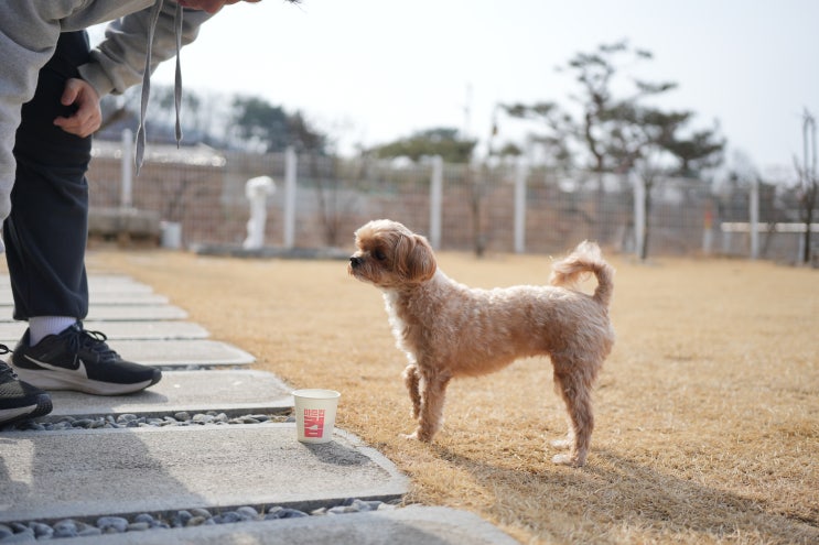  강아지 신부전 증상 신장에 좋은 음식 관리법까지 총정리