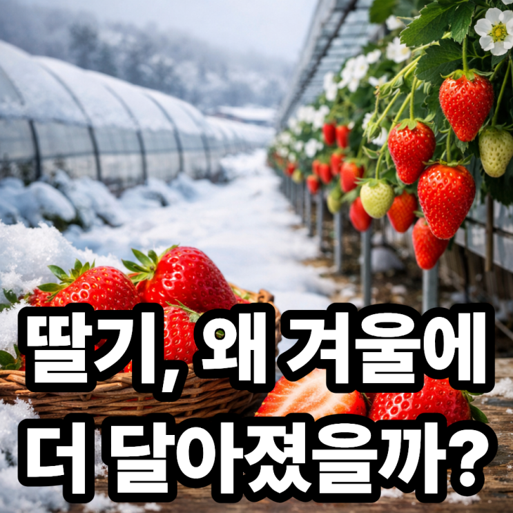  딸기는 왜 겨울 과일일까? 제철이 바뀐 이유 총정리