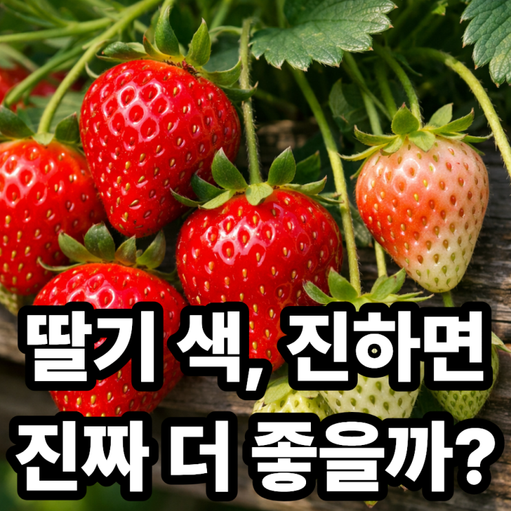  딸기 색이 진할수록 좋은 걸까?  딸기 색의 비밀 완전 정리