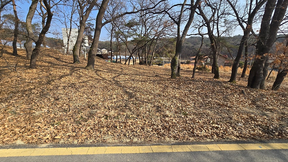 금싸라기 사진 4