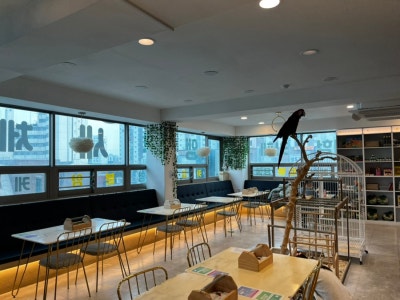 앵무새랑 놀 수 있는 목동앵무새카페 리프패럿 신정점