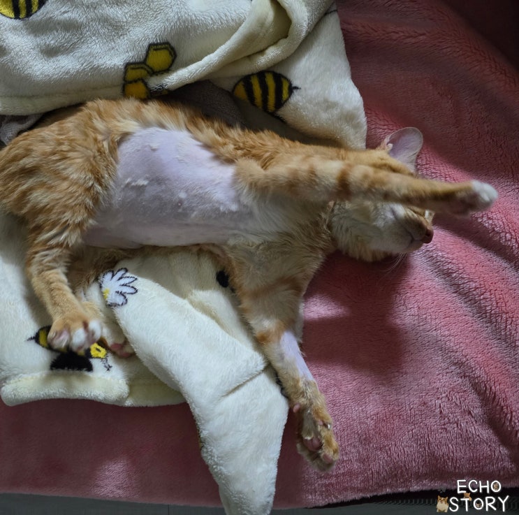  고양이발작 주기와 틱 증상, 약 변경 이후 결국 다시 병원으로