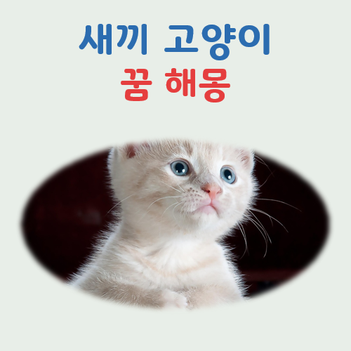 새끼 고양이 꿈해몽(기본 및 상황별 의미, 색깔과 수에 따른 해석)