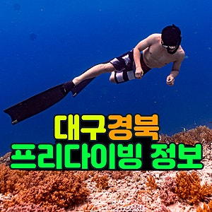 대구 경북 프리다이빙 교육 레벨 비용고고다이브에서 무료 코칭!