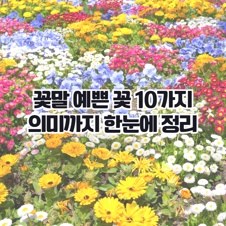  꽃말 예쁜 꽃 10가지, 의미까지 함께 정리
