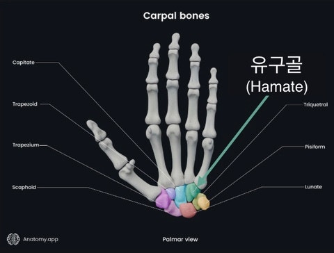 MLB영단어 | 유구골(hamate bone)