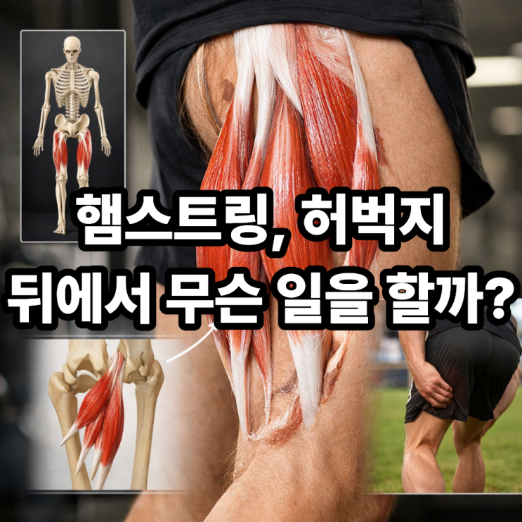  햄스트링 근육 구조와 기능 쉽게 이해하기｜허벅지 뒤 근육의 역할 총정리