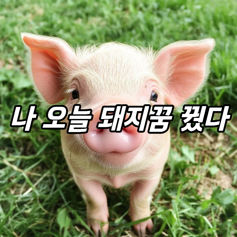 돼지 꿈 해몽 10가지 총정리, 로또 사야 할까? (재물운, 태몽, 길몽 vs 흉몽)