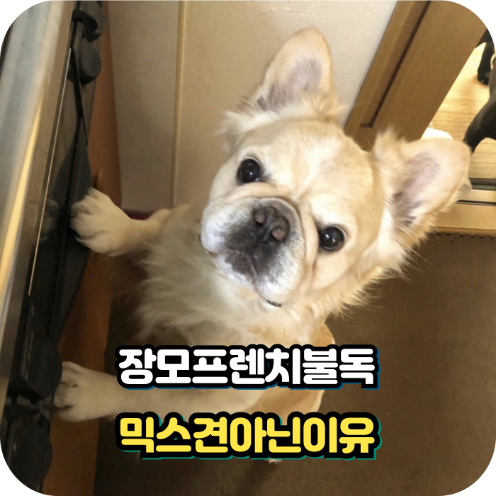 장모 프렌치불독 믹스견 아닌 이유는 유전