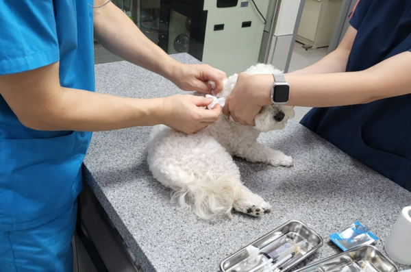광주시, 설 연휴 기간14일부터 반려동물 응급진료 12개소 운영
