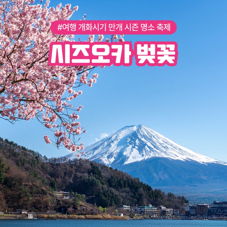  시즈오카 벚꽃 여행 개화시기 만개 시즌 명소 축제