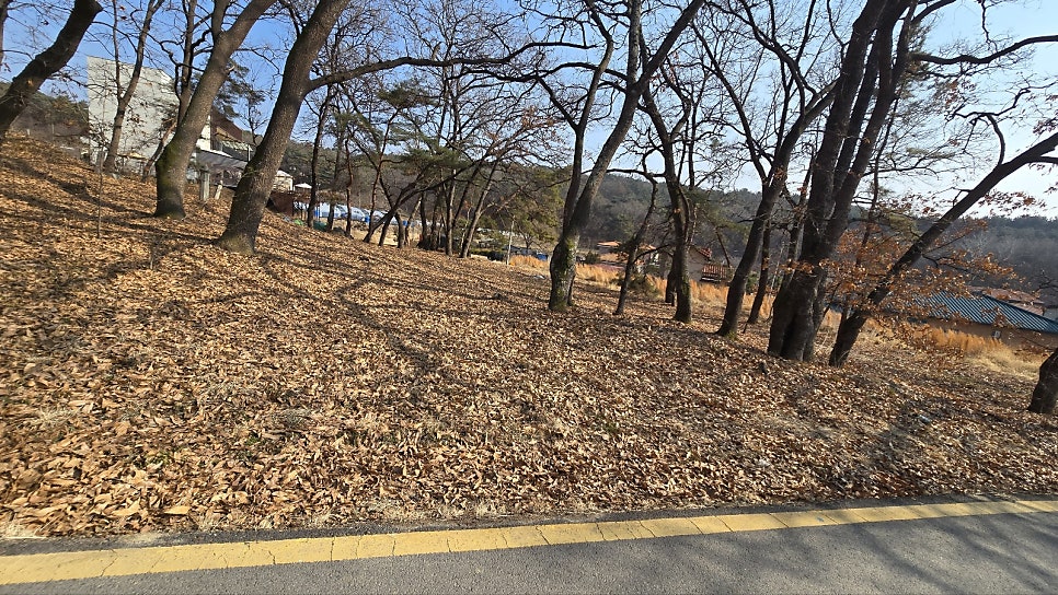 금싸라기 사진 2