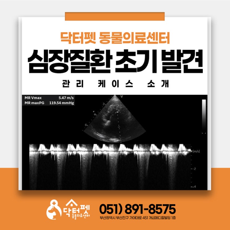  특별히 아픈 데는 없는데요? 8살 폼피츠 건강검진 결과 부산 노령견 동물병원