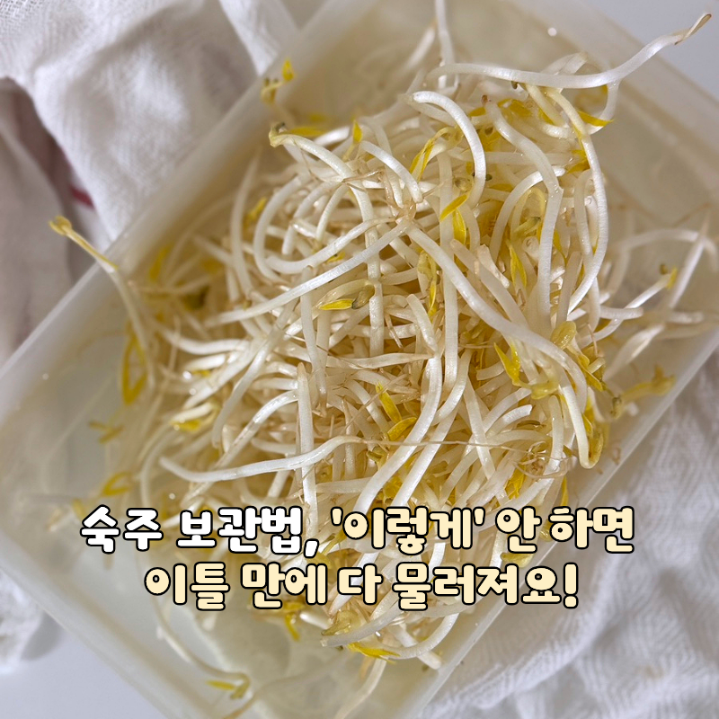숙주 보관법, '이렇게' 안 하면 이틀 만에 다 물러져요!