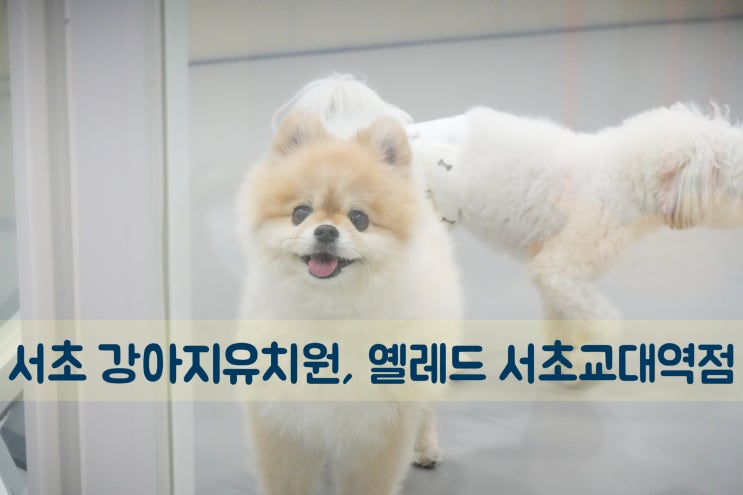  [서초 애견유치원] 소형견 전용 '옐레드 서초교대역점' 산책부터 강아지호텔까지 완벽 케어