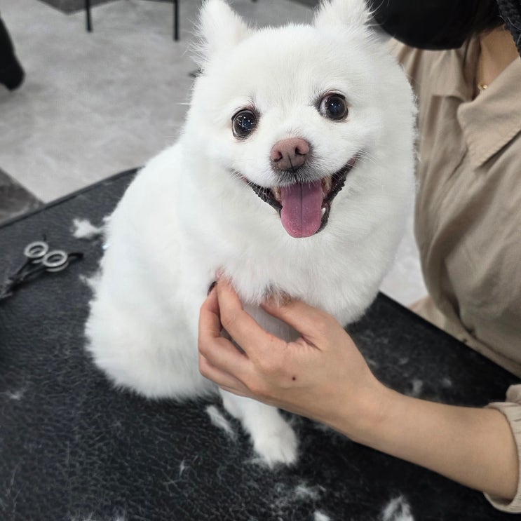  신림애견미용학원 국비 현실 비용 정리