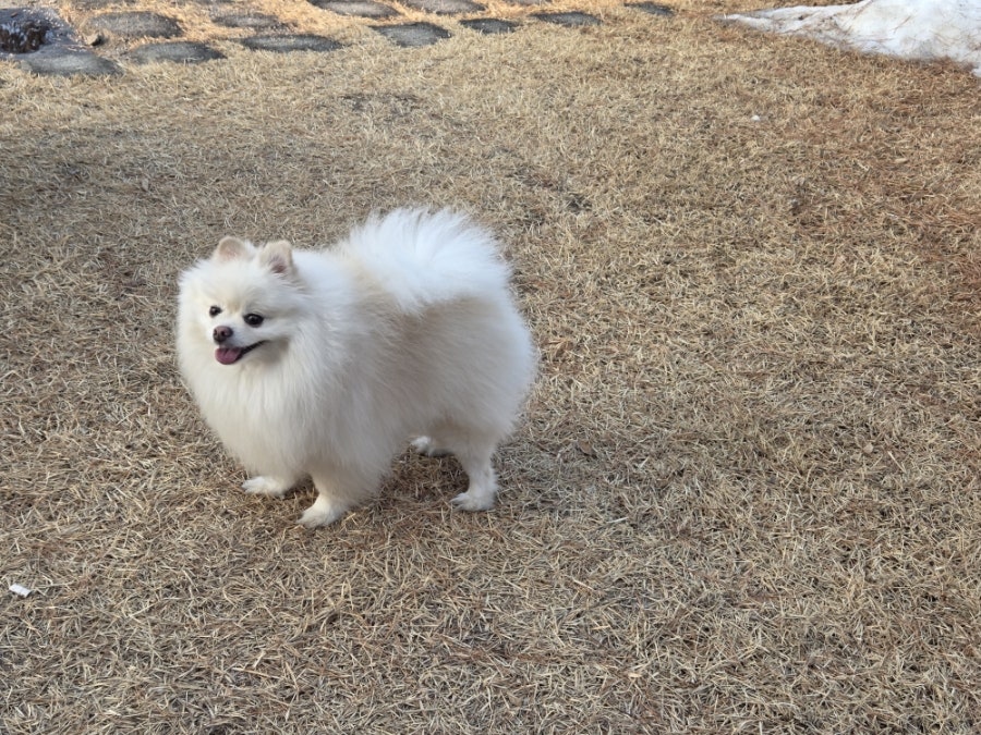 스테이도기 사진 6