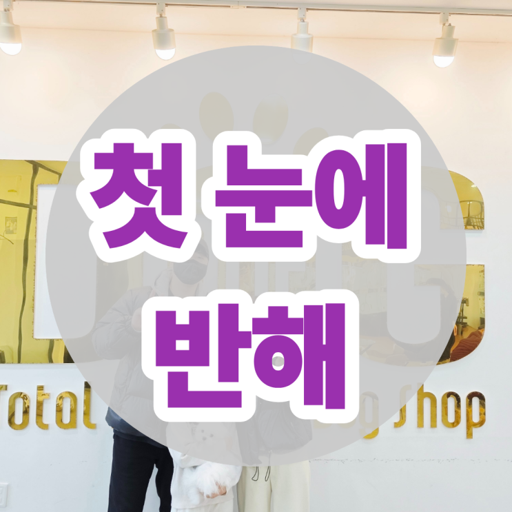  성격 형성된 말티즈 찾던 분, 첫 방문에 인연 됐어요 세종 강아지분양 원독