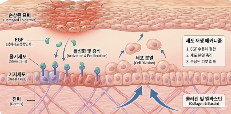  EGF 재생크림, 시카크림 완벽 비교: 피부 재생 원리, 진정 성분 차이