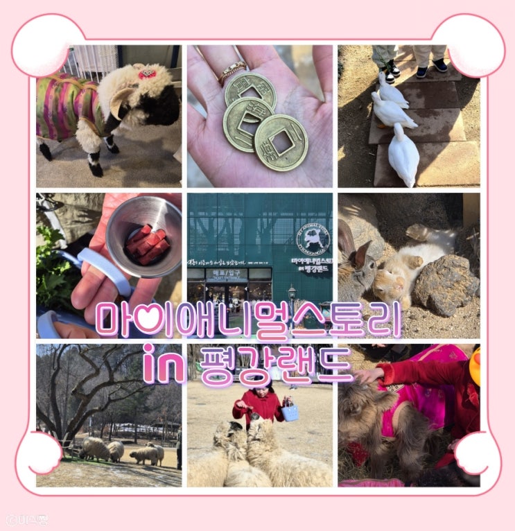  [ 포천 ] 포천의 미니 동물원 마이애니멀스토리 in 평강랜드 ｜블랙노즈, 테디베어소,