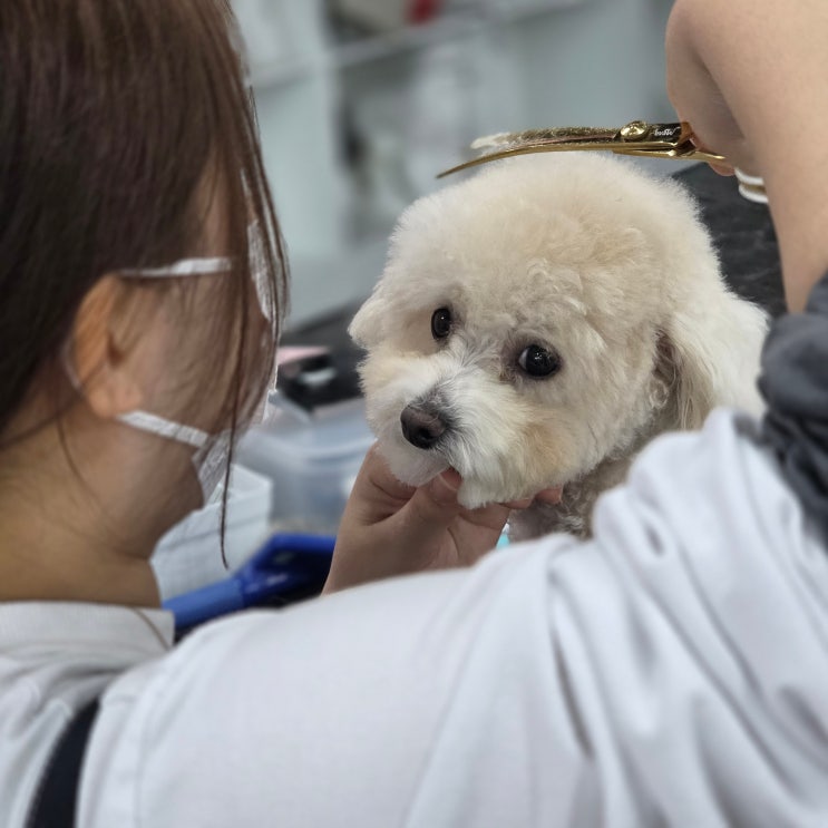  포항애견미용학원 기회를 잡기 위한 선택
