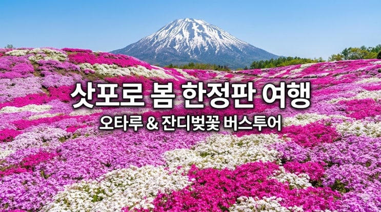  삿포로 5월 6월 여행 코스 추천: 오타루 & 잔디벚꽃(시바자쿠라) 당일 버스투어