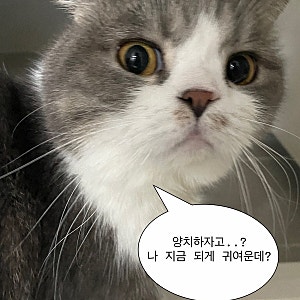 [고양이용품] 바르는 고양이치약 강아지치약 시그니처바이 스토모액트 베오 추천 후기