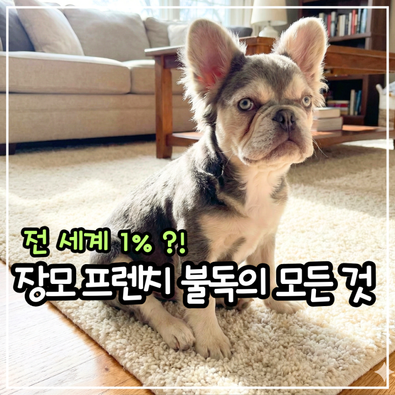 "억대 몸값의 주인공?" 귀족 강아지 장모 프렌치 불독, 입양 전 꼭 알아야 할 것