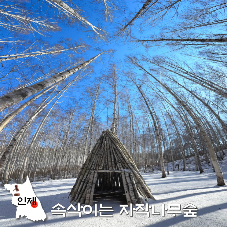  인제 원대리 자작나무숲 시간 주차 코스 겨울 강원도 가볼만한곳