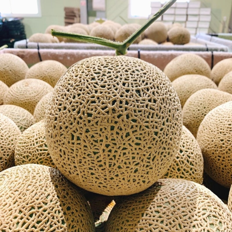 고창메론 프리미엄 머스크 메론 8kg 선물세트로 여름 입맛 살리기!