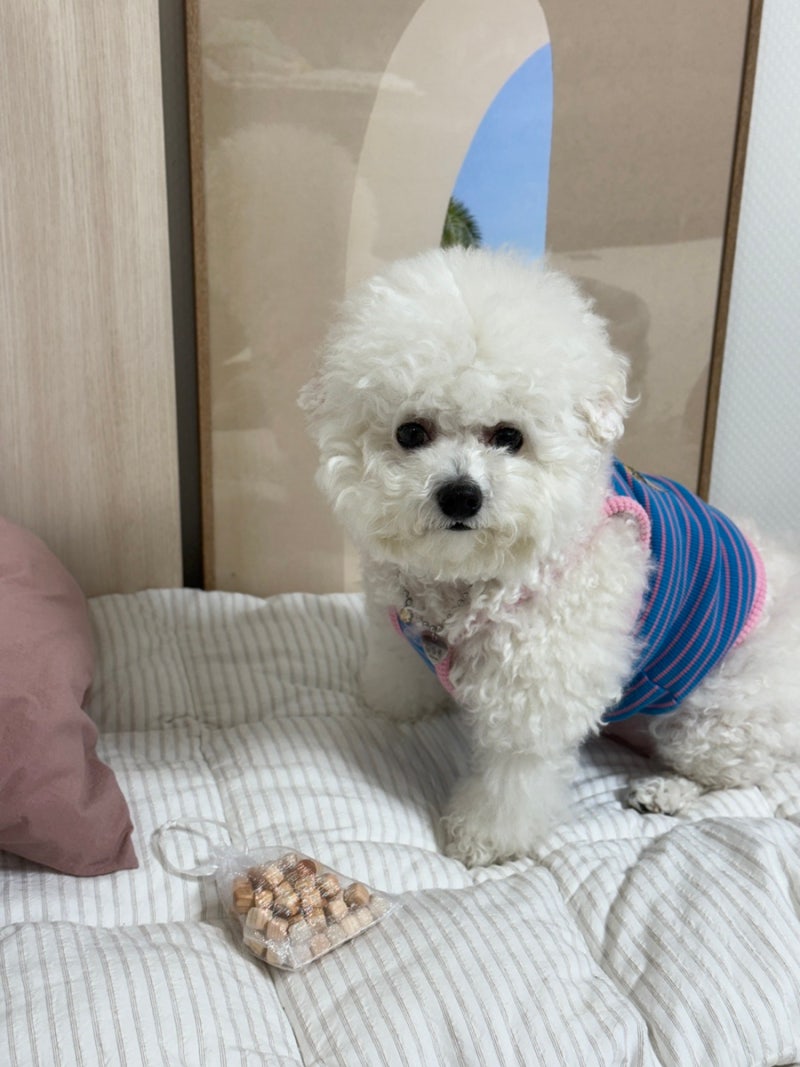 편백수 피톤치드 강아지 탈취제 ㅣ강아지오줌냄새제거 추천템 '초록모아'
