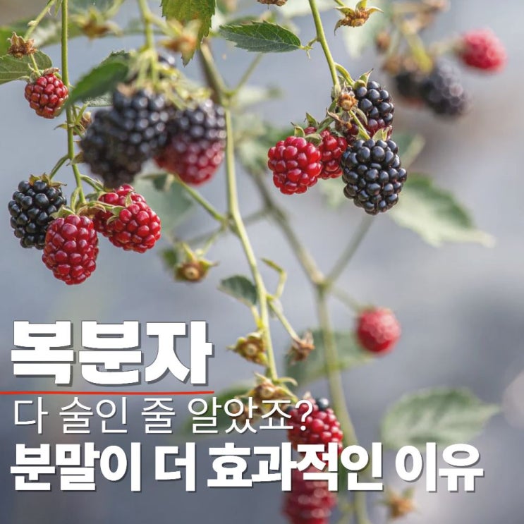  복분자 분말 효능 효과 술 즙 청 차이점