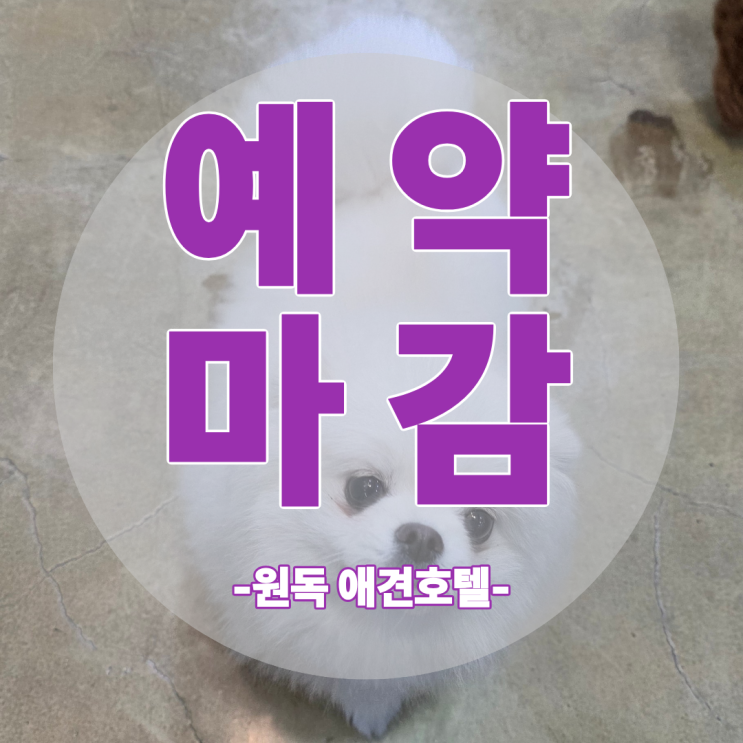  세종 고운동 애견호텔 원독 , 명절 강아지 맡길 곳 찾으시나요? 구정 연휴 만실