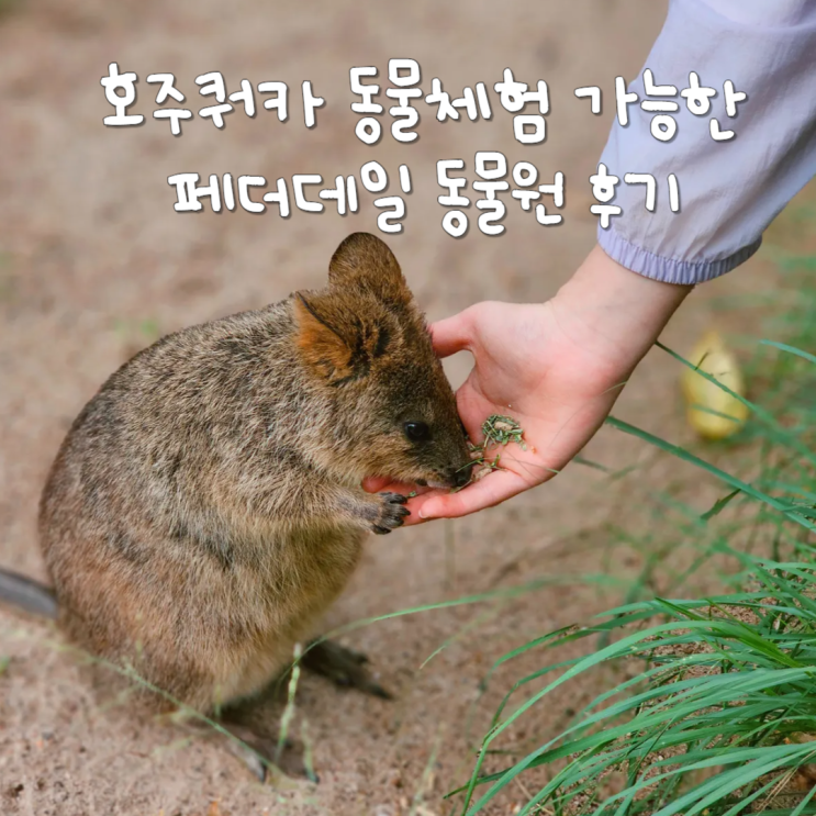  호주 쿼카 동물체험 가능한 시드니동물원 페더데일동물원