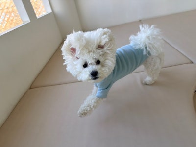 포근 애견유치원