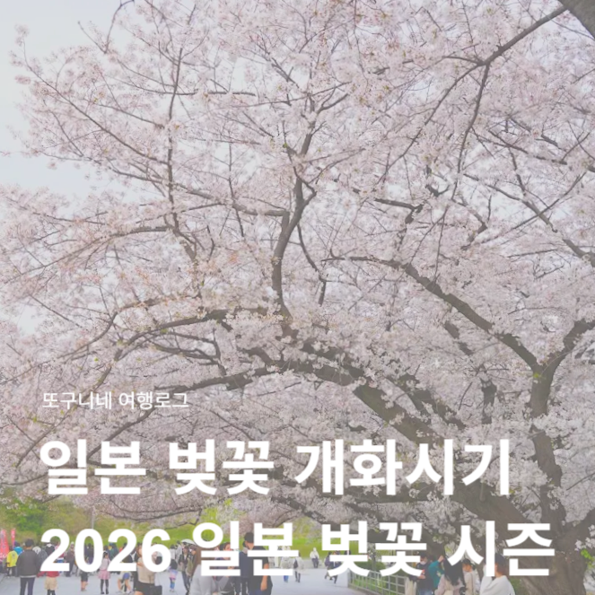  일본 벚꽃 개화시기 2026 도쿄 오사카 후쿠오카 벚꽃 여행 시즌 & 항공권 가격 총정리